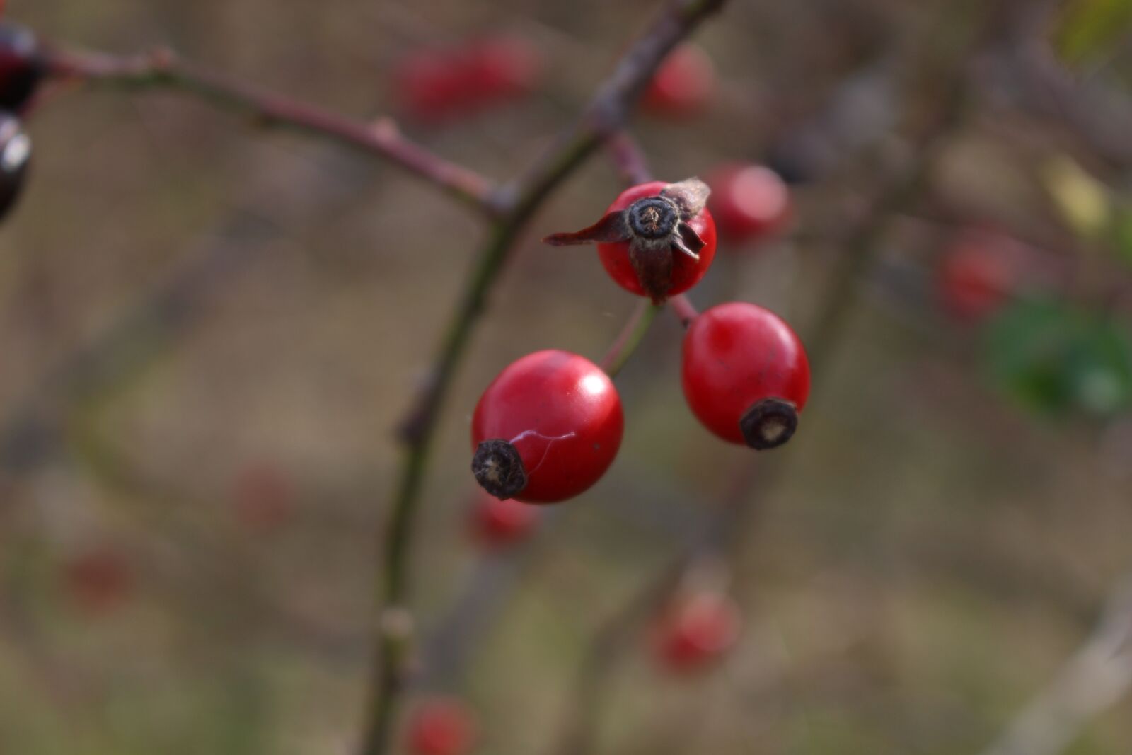 Canon EOS 100D (EOS Rebel SL1 / EOS Kiss X7) sample photo. Darts, a branch, nature photography