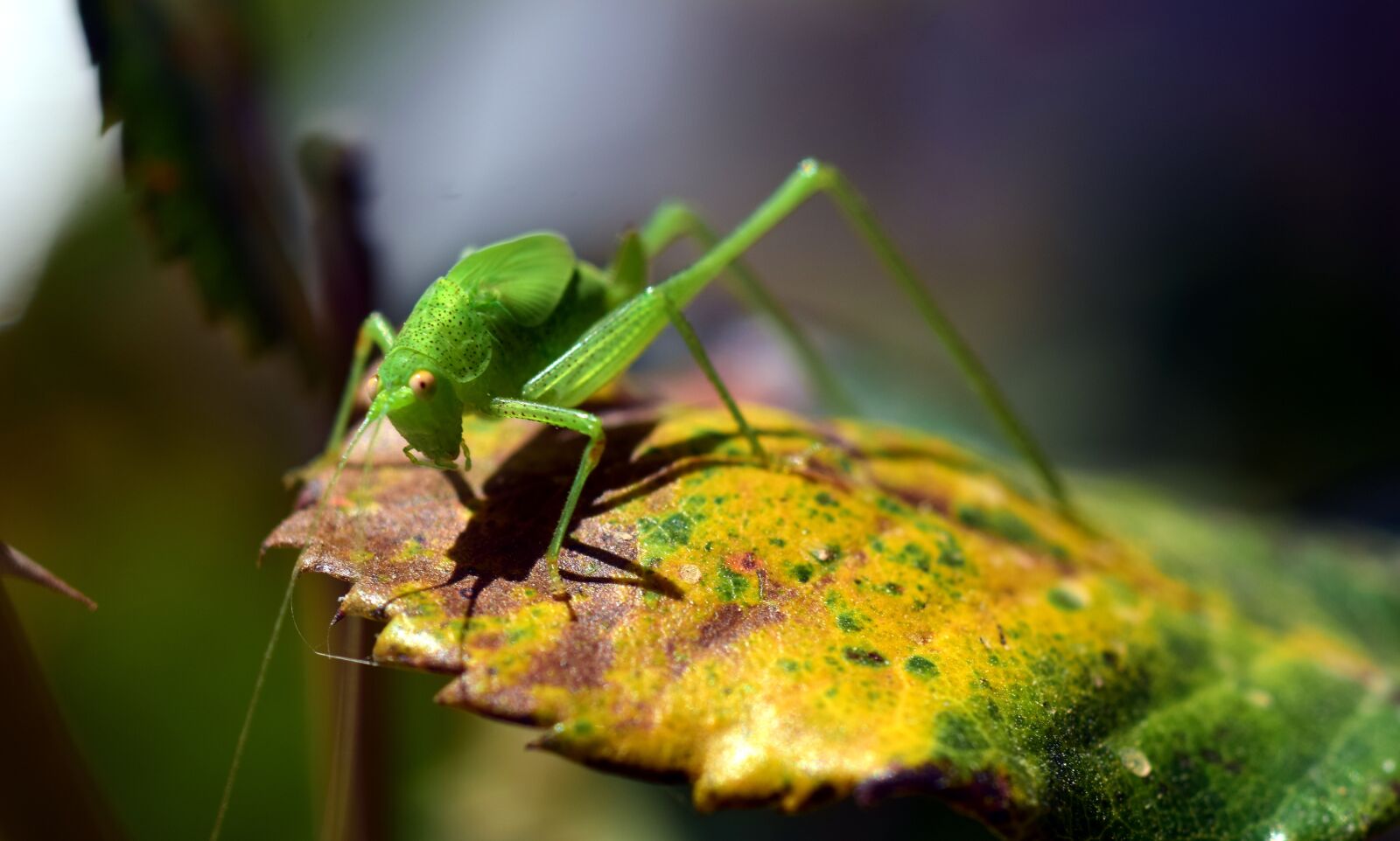 Nikon D3300 sample photo. Grasshopper, green, close up photography