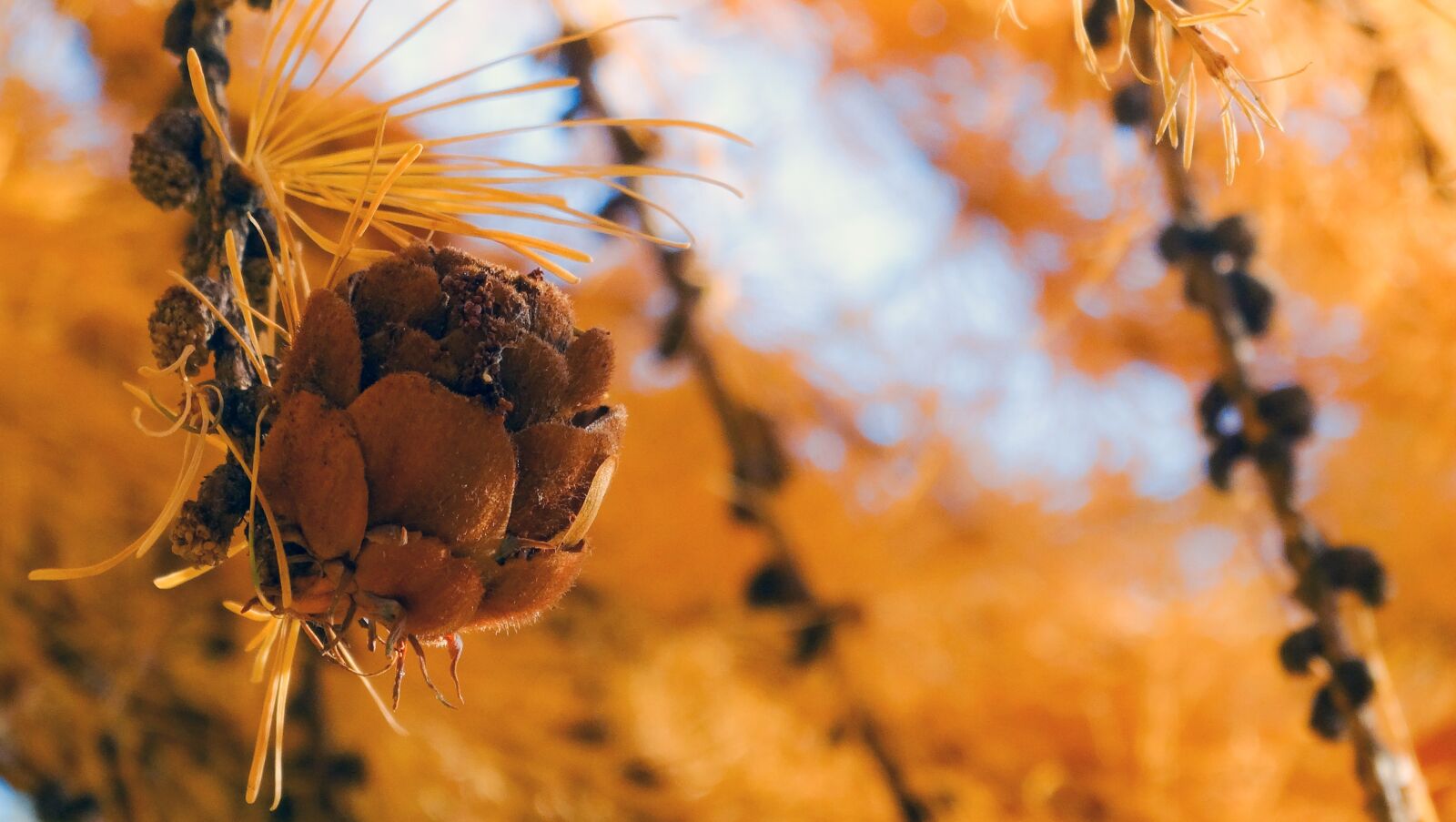 Sony Cyber-shot DSC-HX300 sample photo. Autumn, leaf, leaves photography