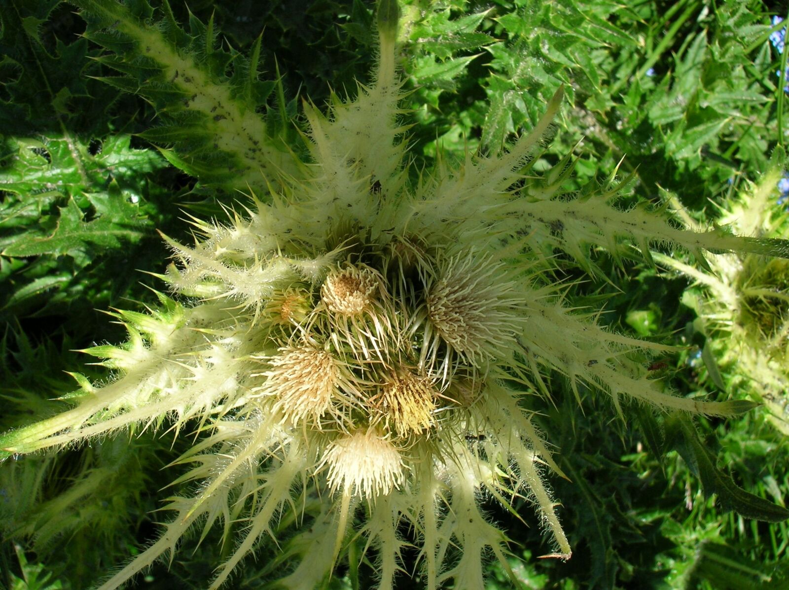 Nikon E4600 sample photo. Thistle, flower, prickly photography