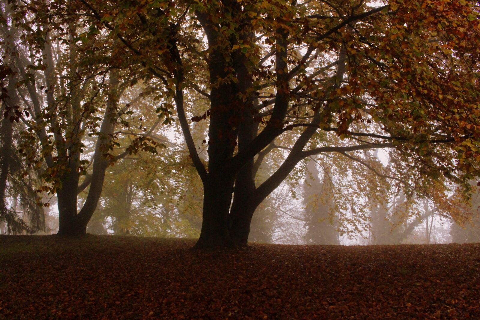 Canon EOS 100D (EOS Rebel SL1 / EOS Kiss X7) sample photo. Tree, beech, autumn photography