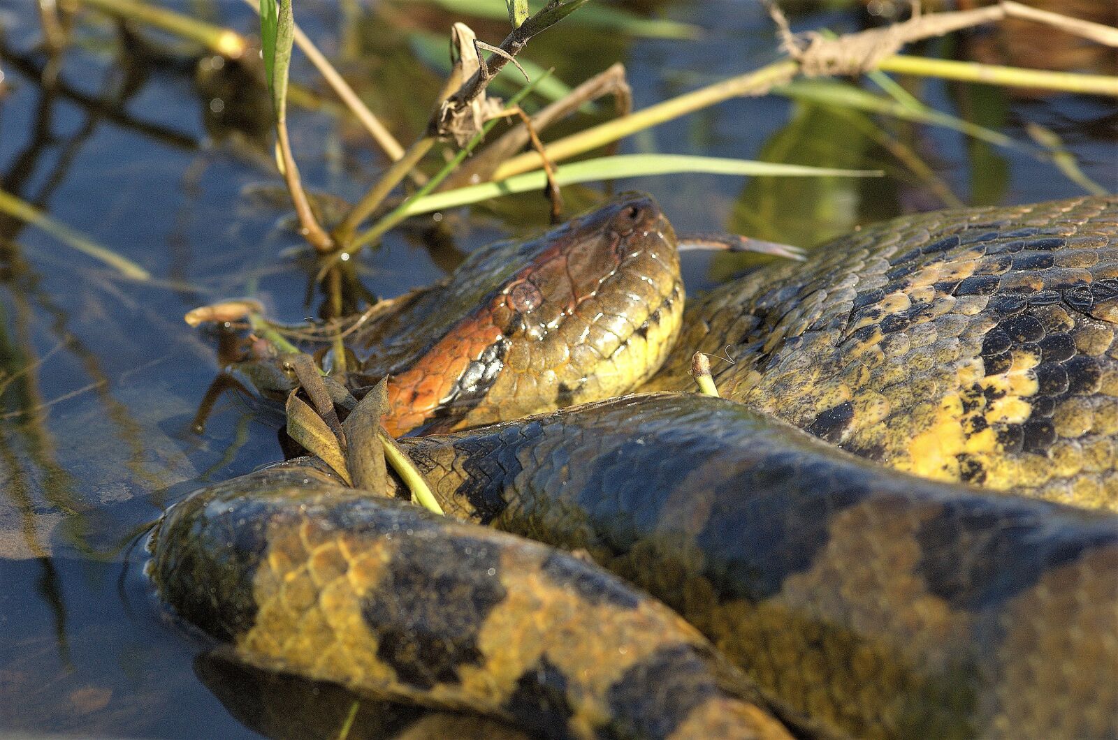 Nikon D70s sample photo. Anaconda, snake, reptile photography