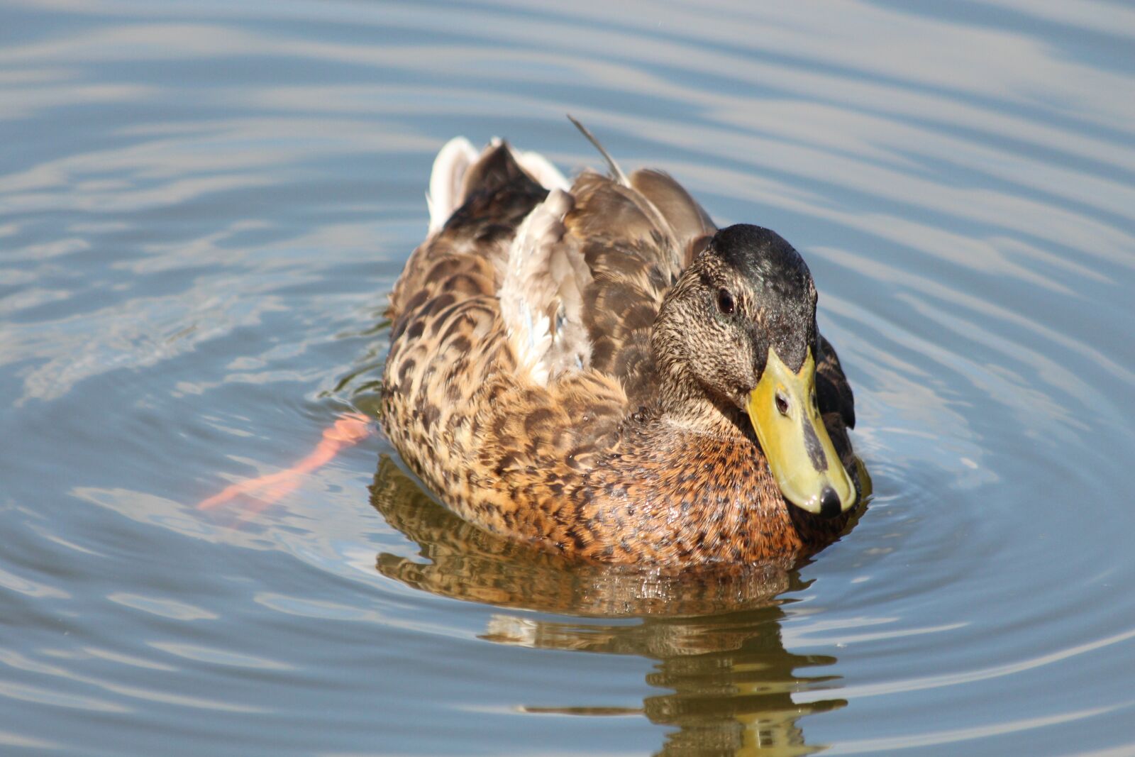 Canon EOS 650D (EOS Rebel T4i / EOS Kiss X6i) sample photo. Mallard, duck, anas platyrhynchos photography