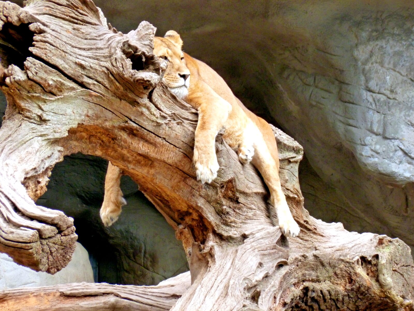 Panasonic DMC-FS37 sample photo. Lion, lioness, big cat photography