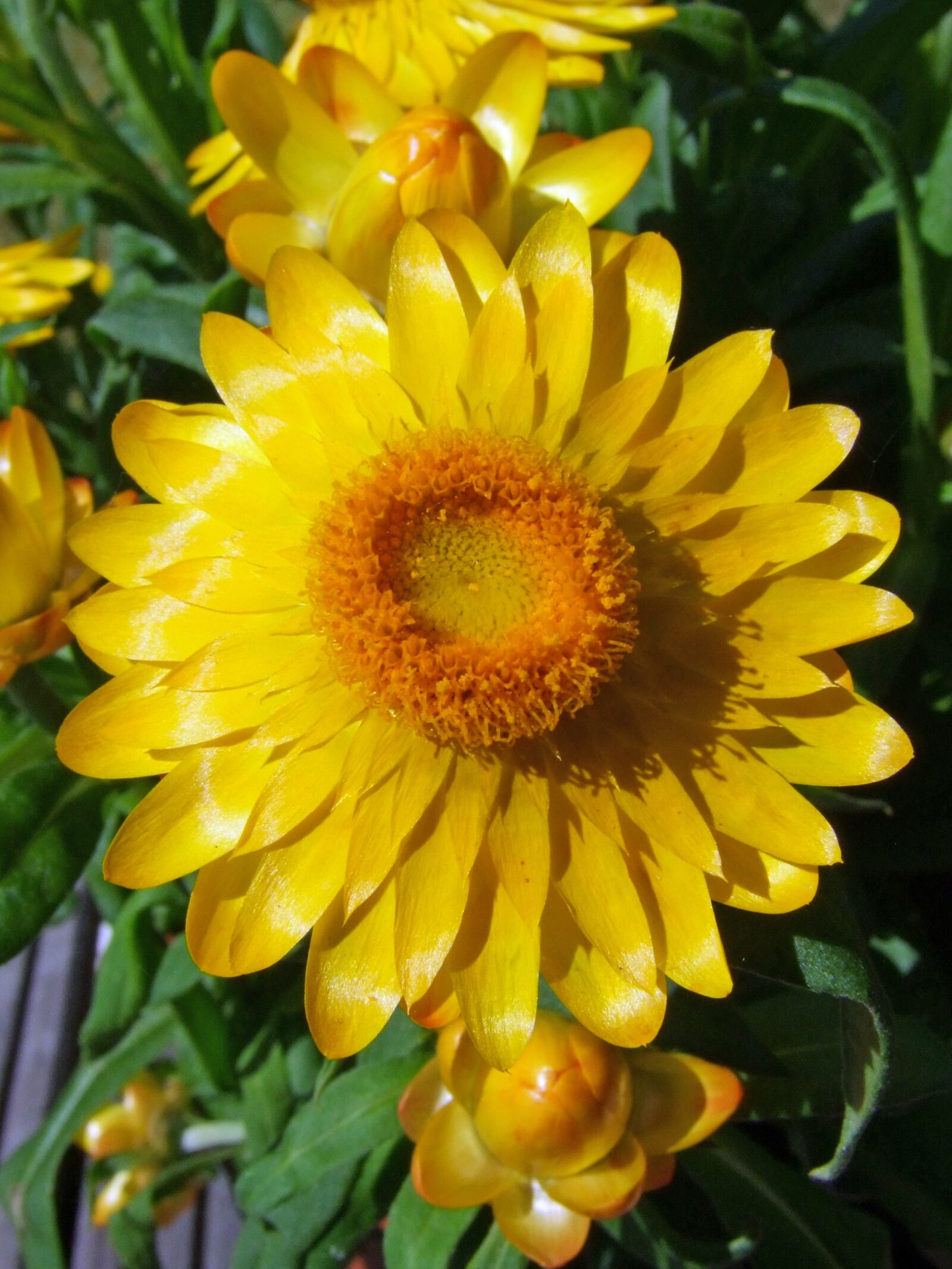 Fujifilm FinePix S100fs sample photo. Flower, yellow, italicum photography