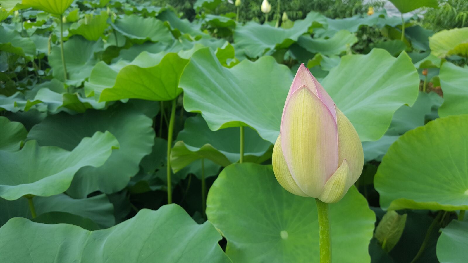 Samsung Galaxy S6 sample photo. Lotus, aquatic plants, plants photography