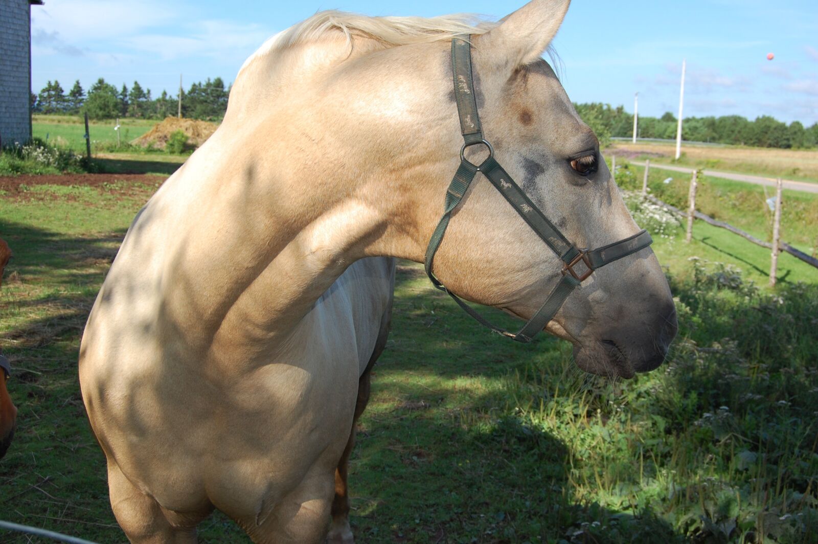 Nikon D40 sample photo. Horse, prince edward island photography