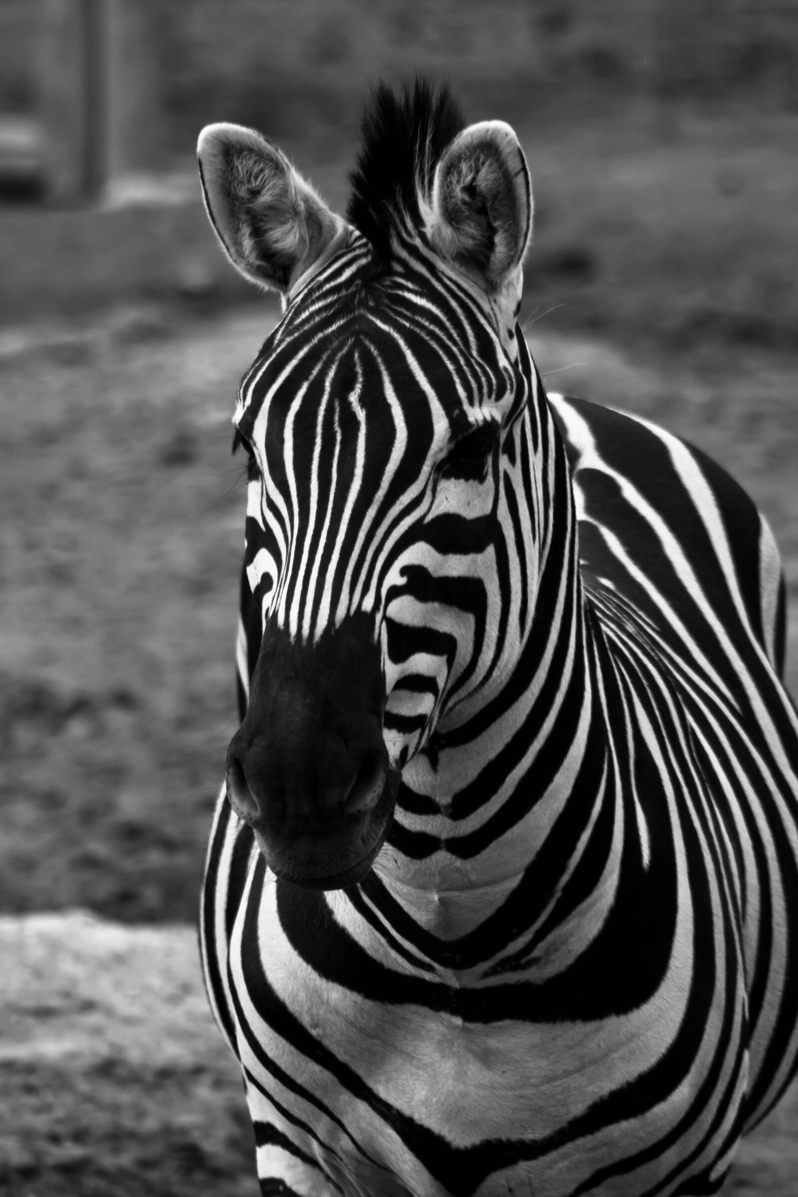 Canon EOS 60D sample photo. Zebra, horse, striped photography