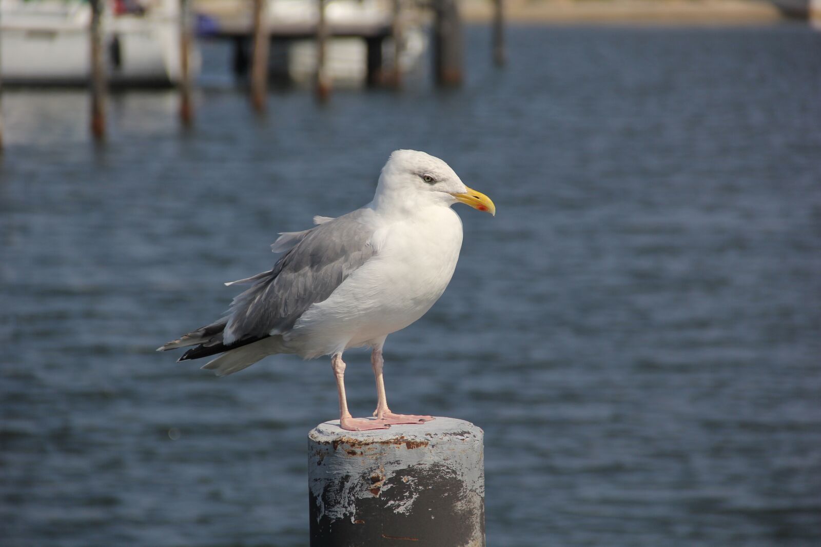 Canon EOS 60D sample photo. Seagull, sea, bird photography