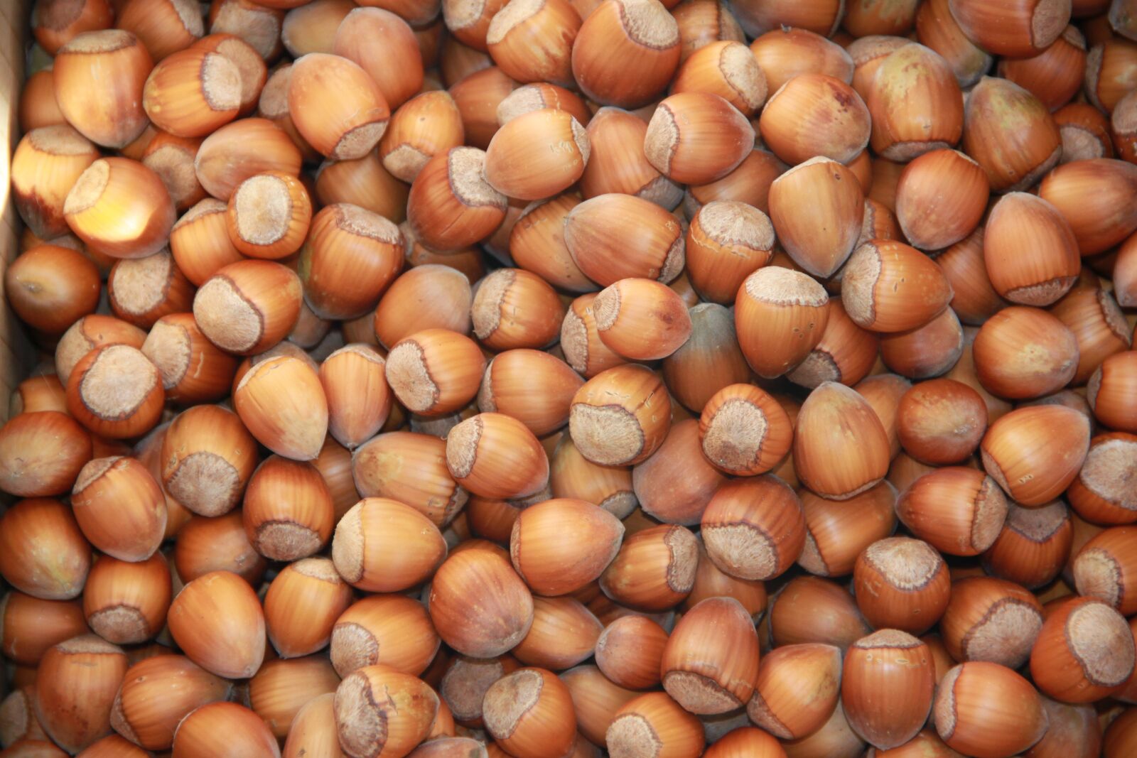 Canon EOS 500D (EOS Rebel T1i / EOS Kiss X3) sample photo. Hazelnuts, hazelnut, nut photography