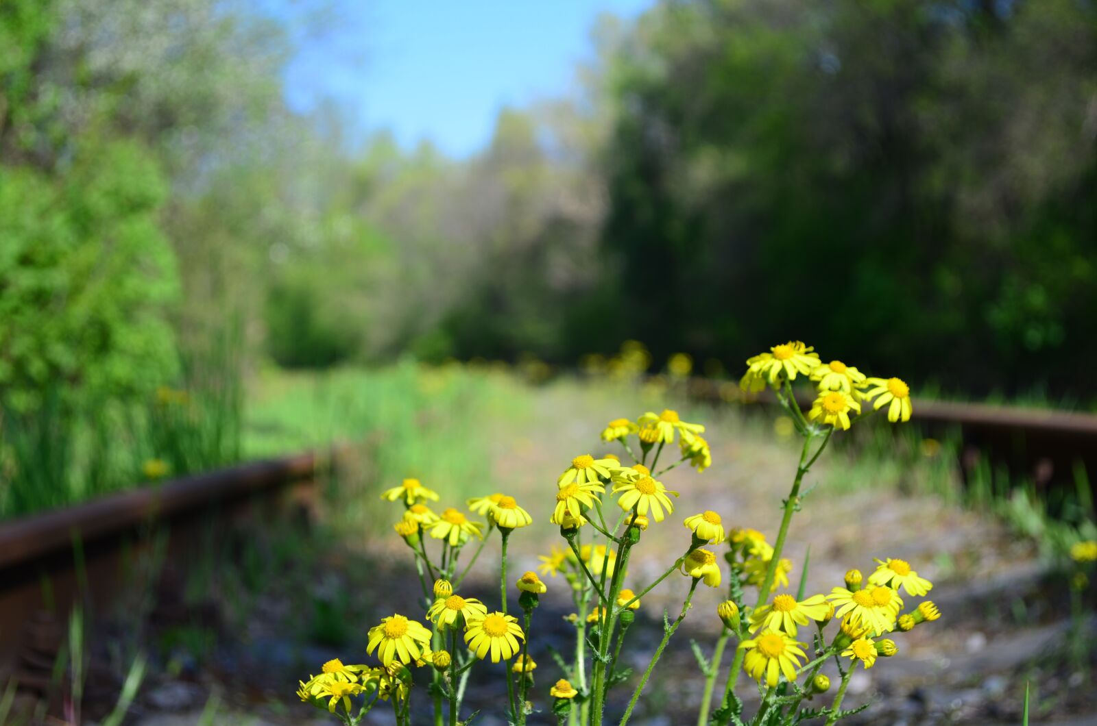 Nikon D5100 sample photo. Flowers, landscape, yellow photography