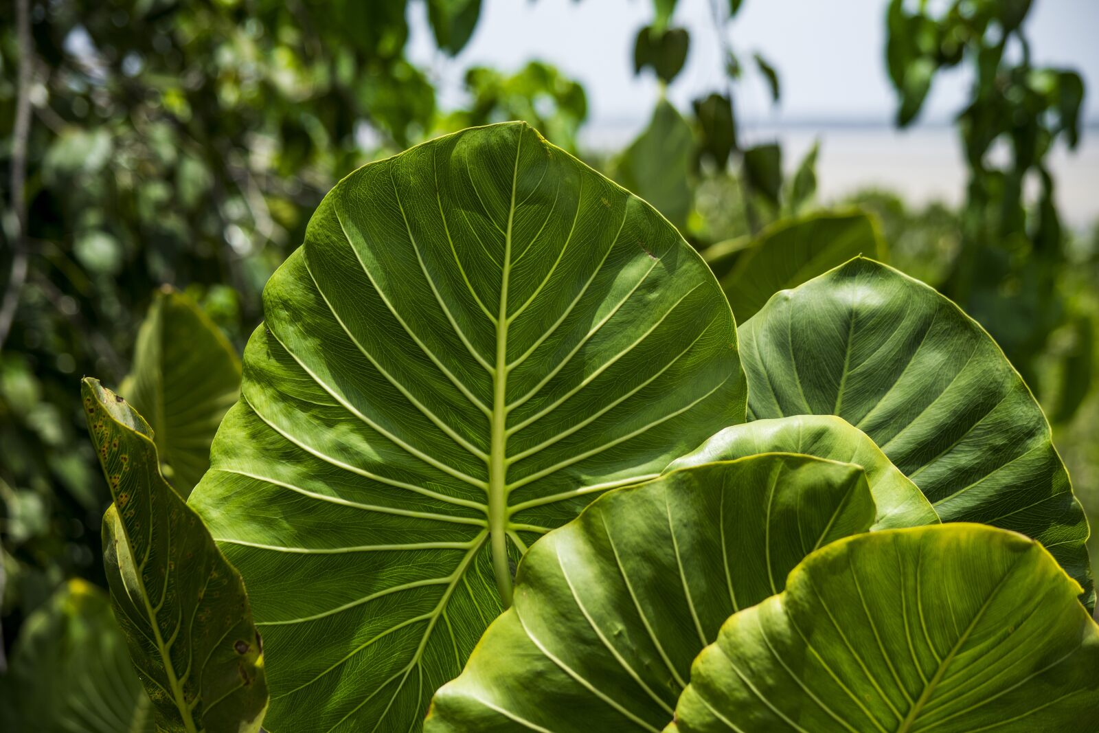 Nikon D5300 sample photo. Nature, flora, landscape photography