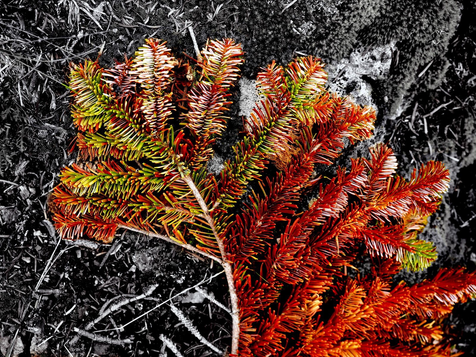 Olympus M.Zuiko Digital ED 12-40mm F2.8 Pro sample photo. Autumn, forest, mono, nature photography