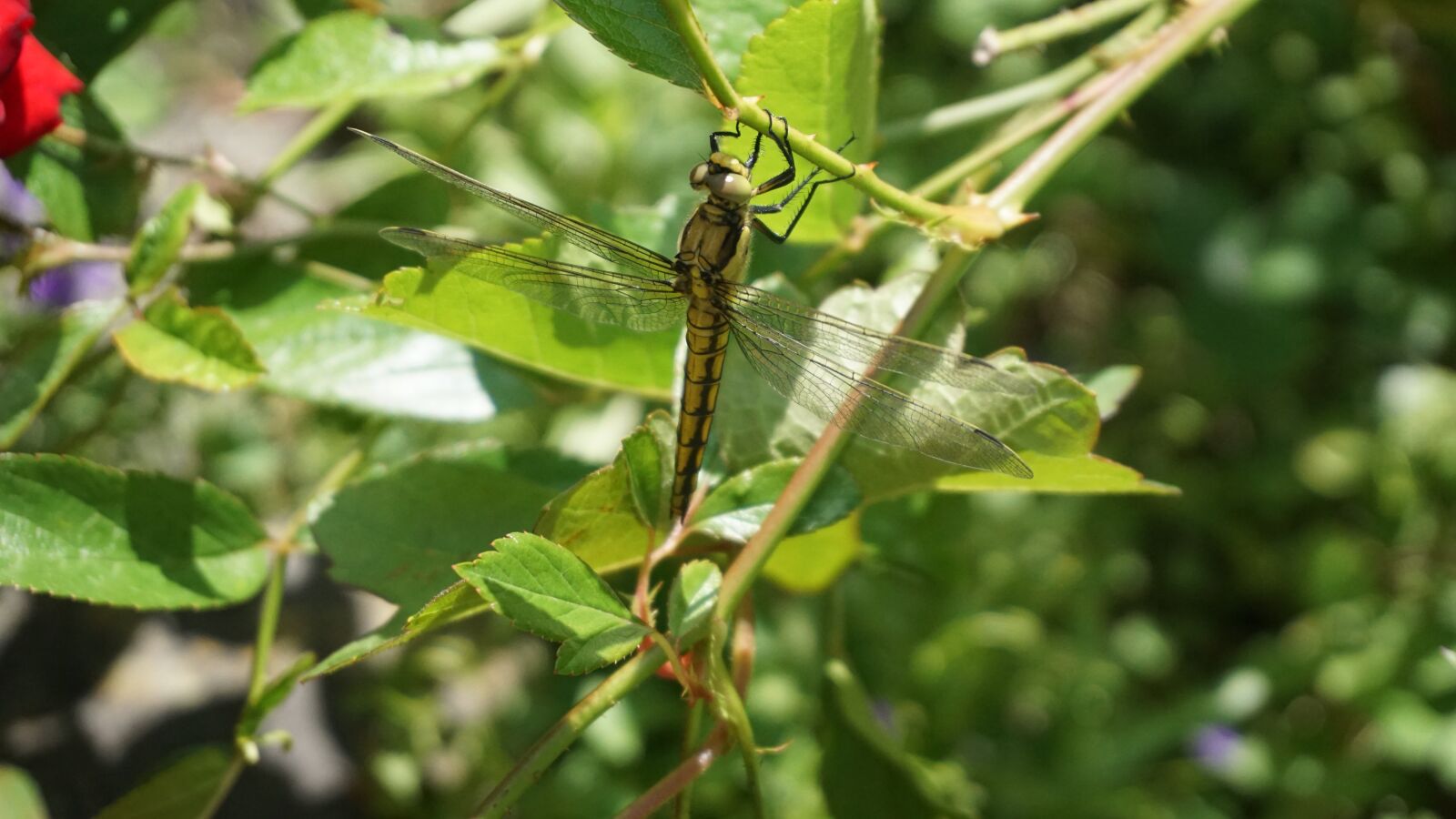 Sony E 16-50mm F3.5-5.6 PZ OSS sample photo. Dragonfly, garden, foliage photography