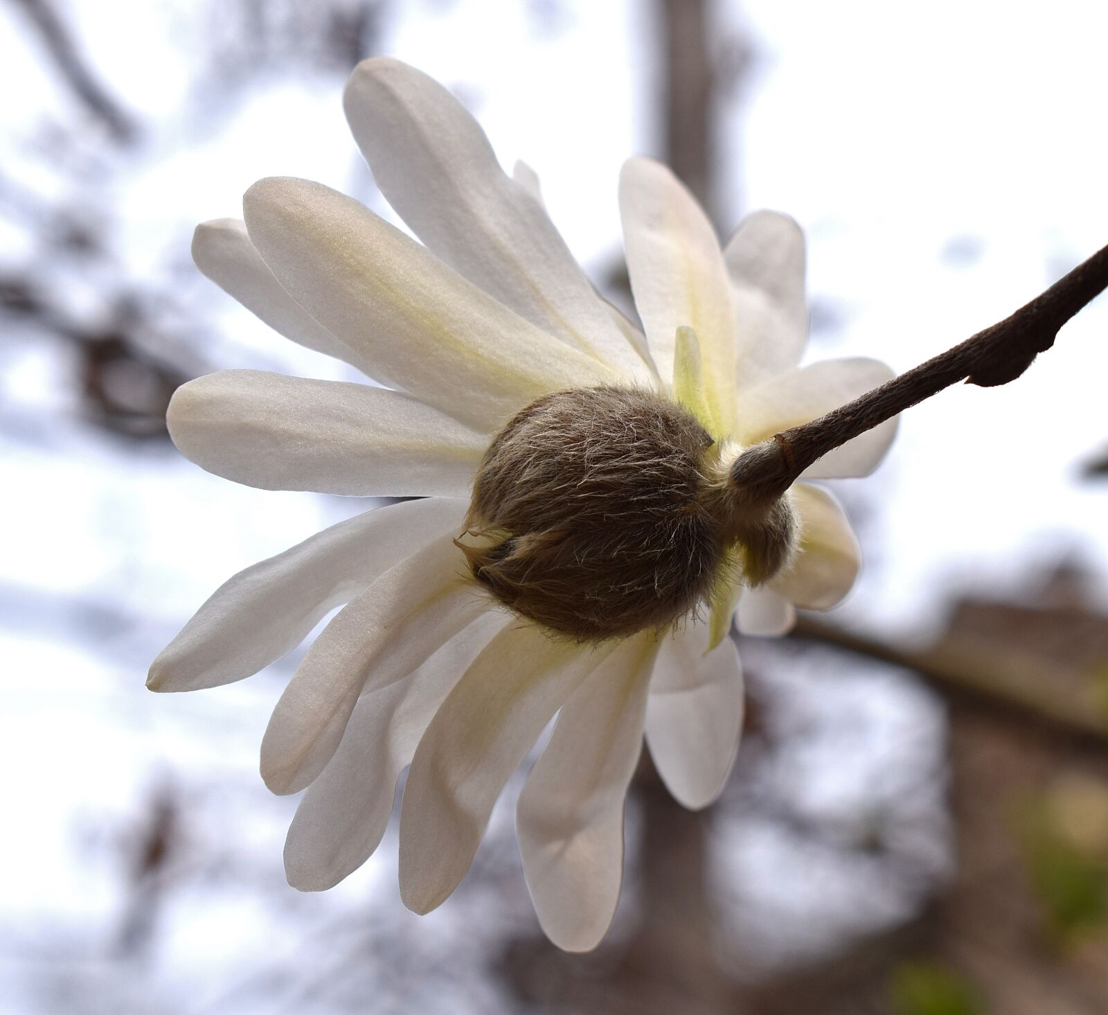 Nikon D3300 sample photo. Star magnolia from back photography