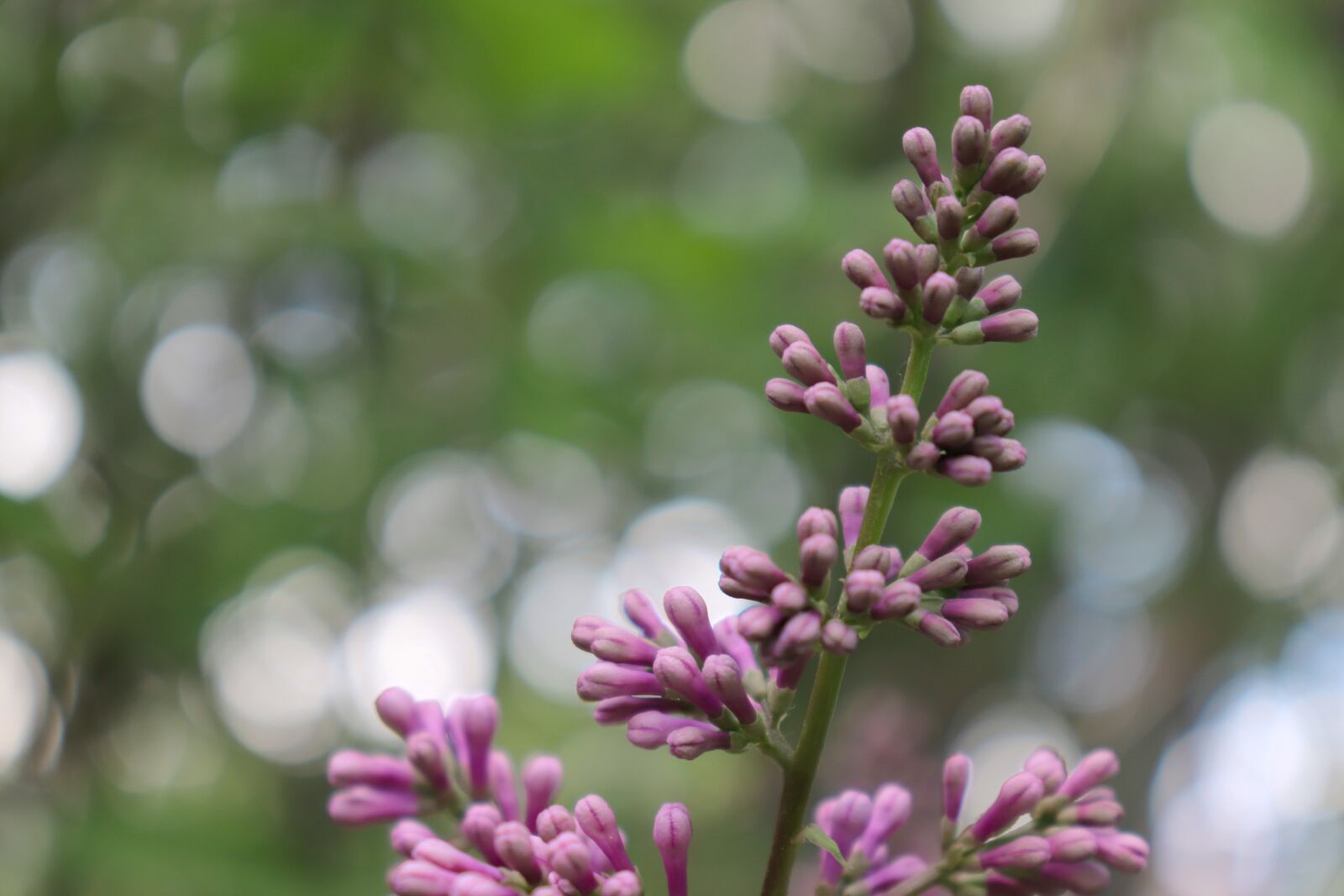Canon EOS 200D (EOS Rebel SL2 / EOS Kiss X9) sample photo. Lilac, bloom, garden photography