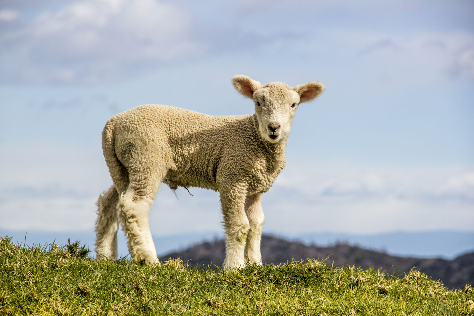 Canon EOS 550D (EOS Rebel T2i / EOS Kiss X4) sample photo. Animal, baby, blue, farm photography