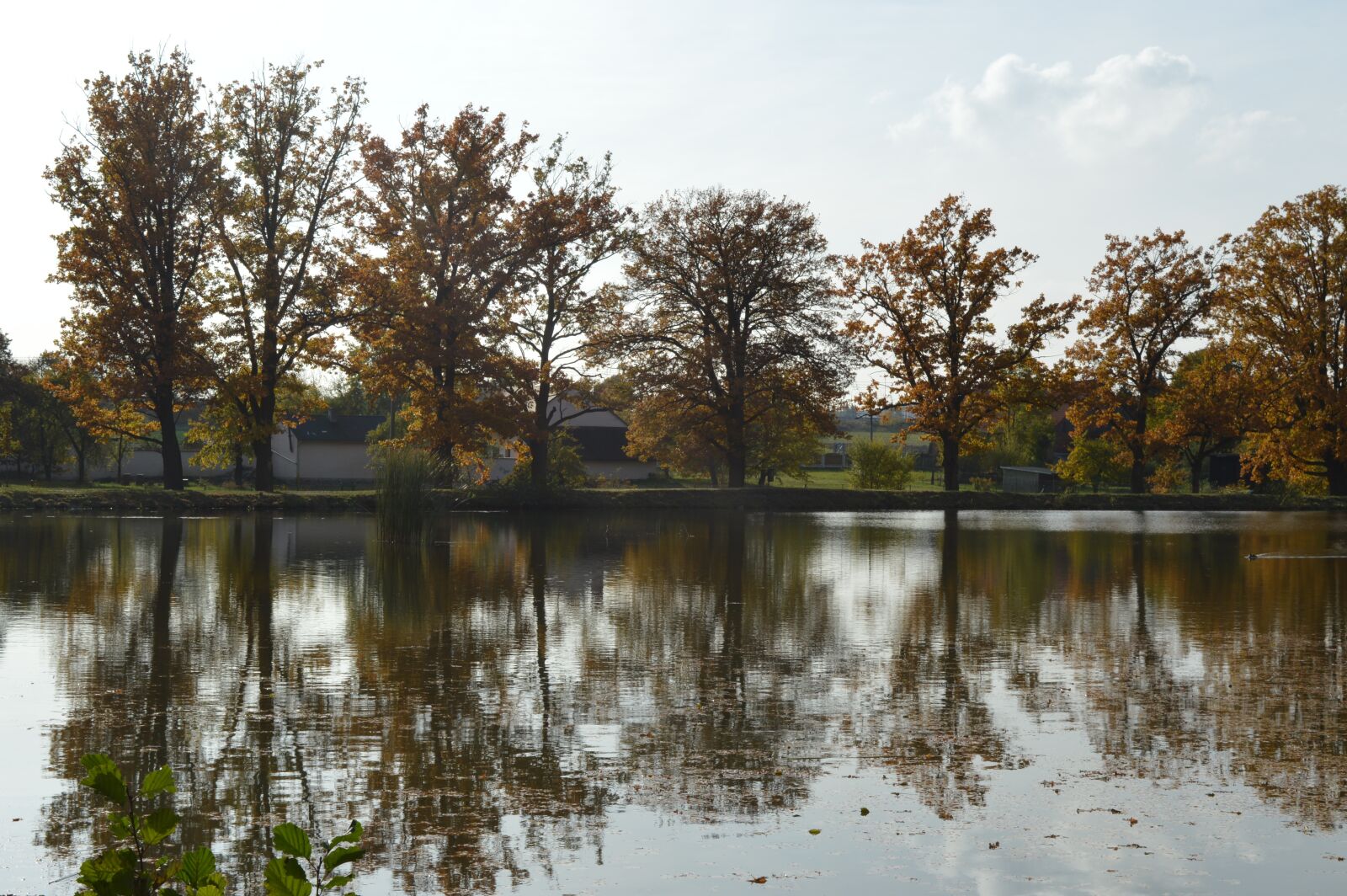 Nikon D3200 sample photo. Autumn, nature, foliage photography