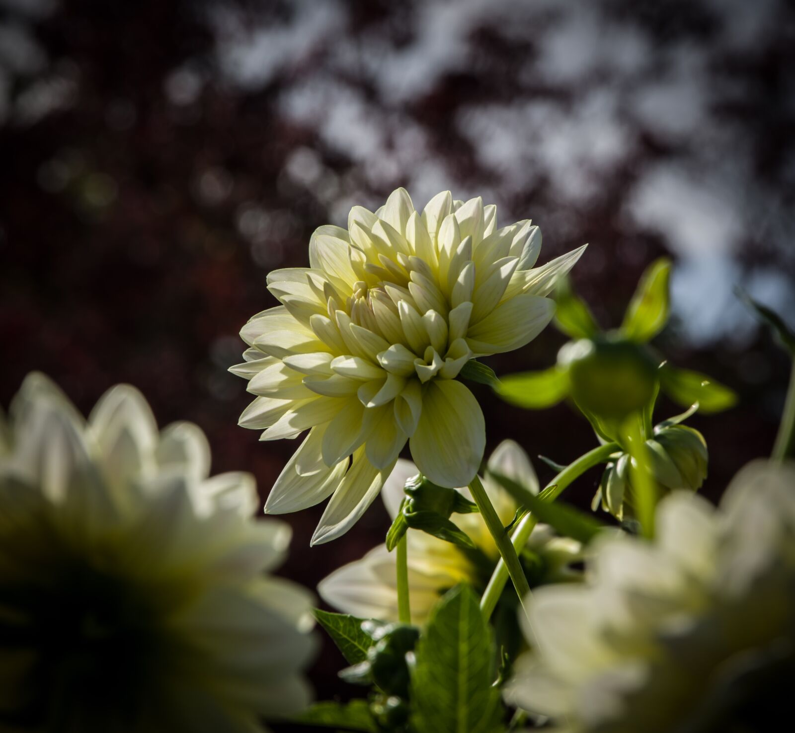 Pentax K-1 Mark II sample photo. Dahlia, sunlight, nature photography