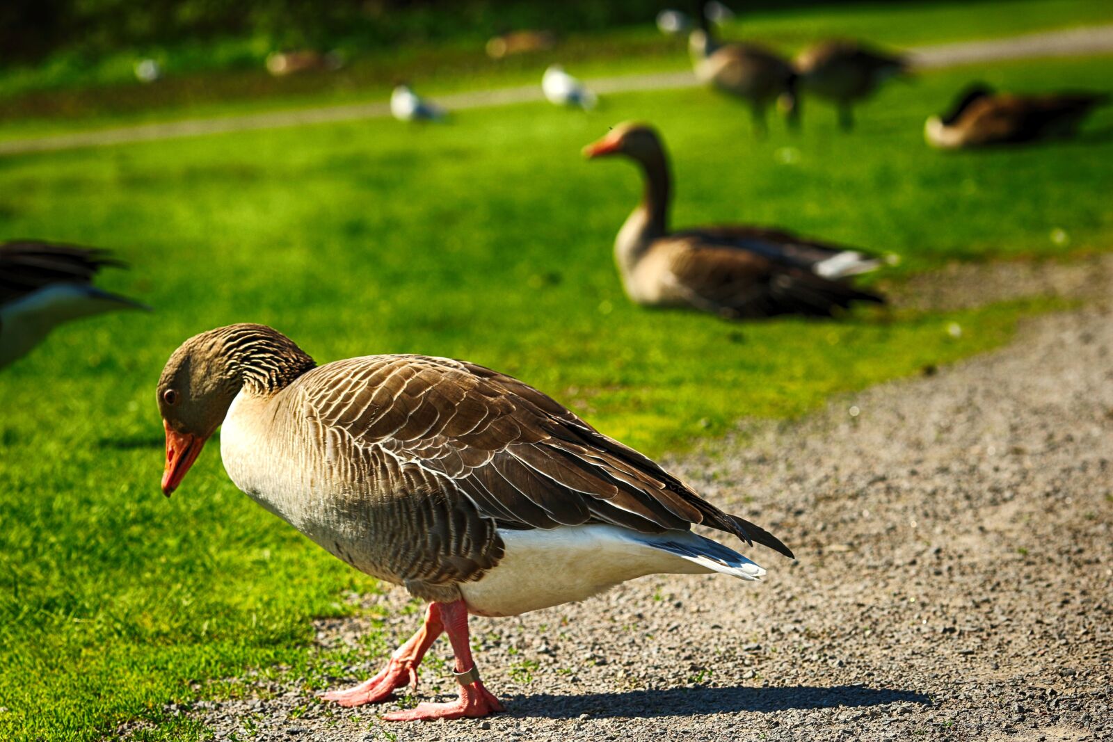 Canon EOS 7D Mark II + Canon EF 135mm F2L USM sample photo. Bird, and, animal photography