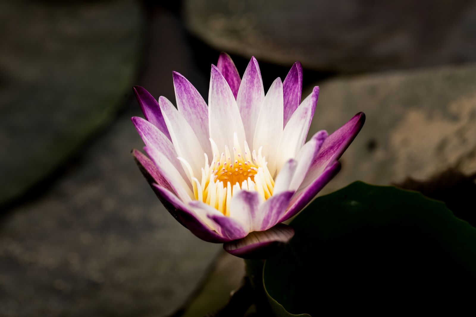 Canon EF 100mm F2.8L Macro IS USM sample photo. Water lily, nuphar lutea photography