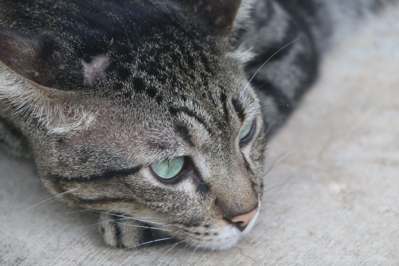 Canon EOS 70D sample photo. Cat, fur, animal photography