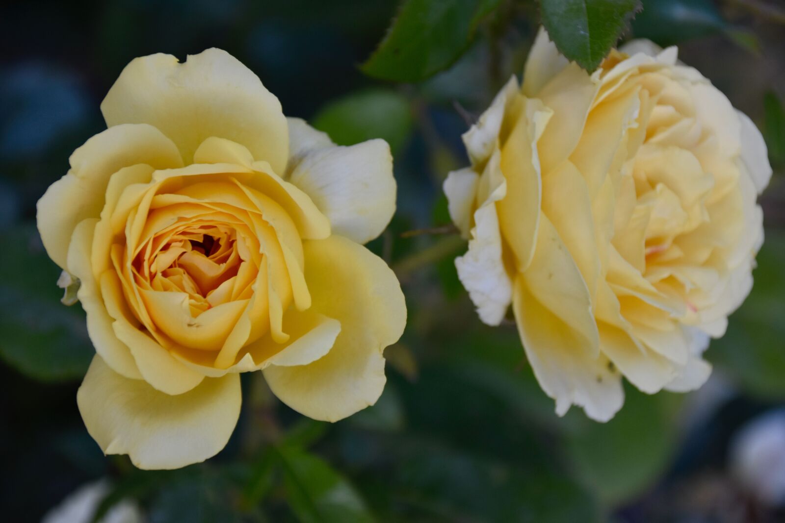 Nikon D5600 sample photo. Flower, pink, shrub photography