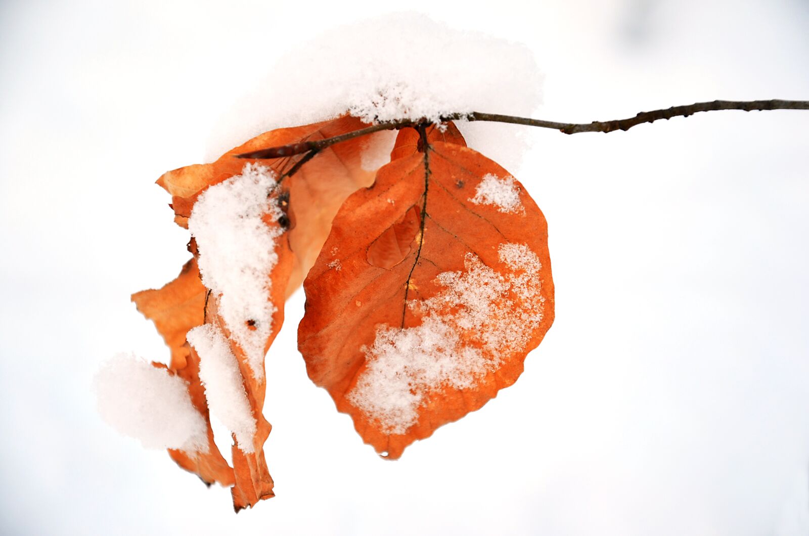 Nikon D5100 sample photo. Leaf, winter, nature photography
