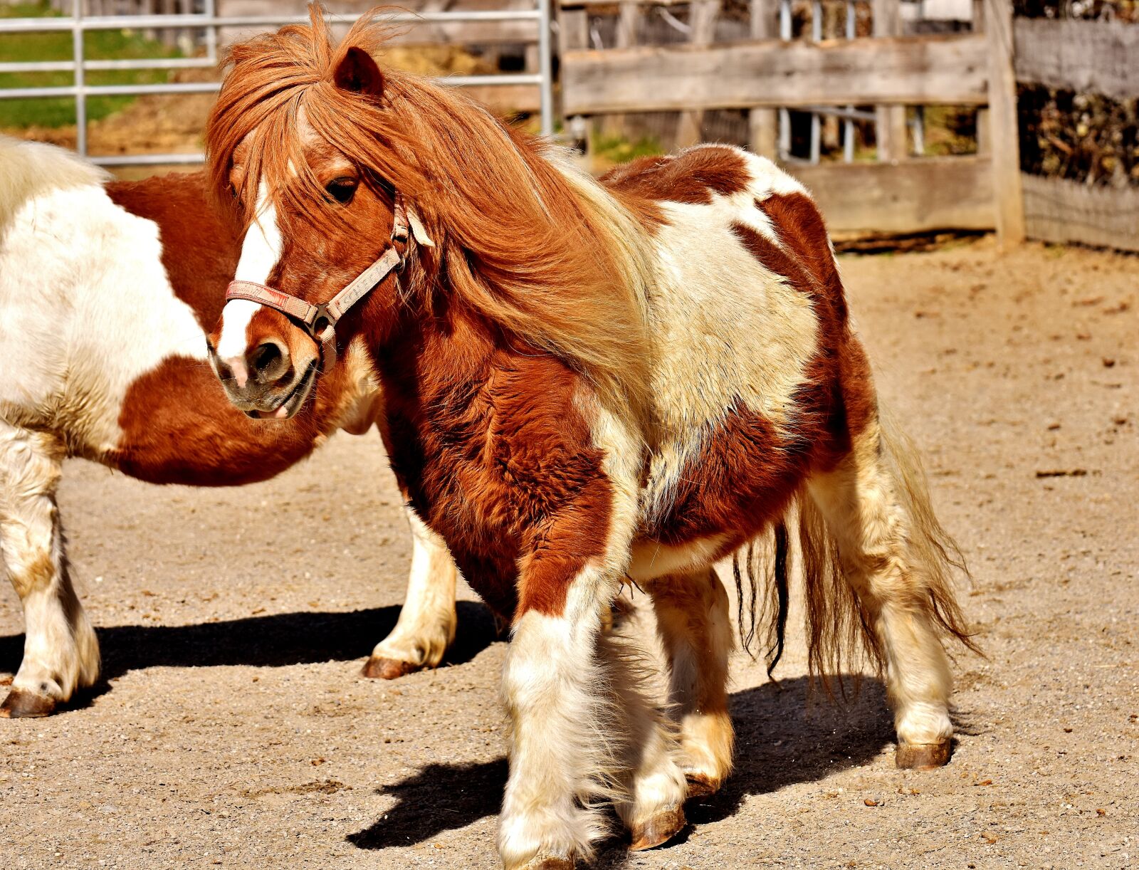 Nikon D7200 sample photo. Pony, run, cute photography