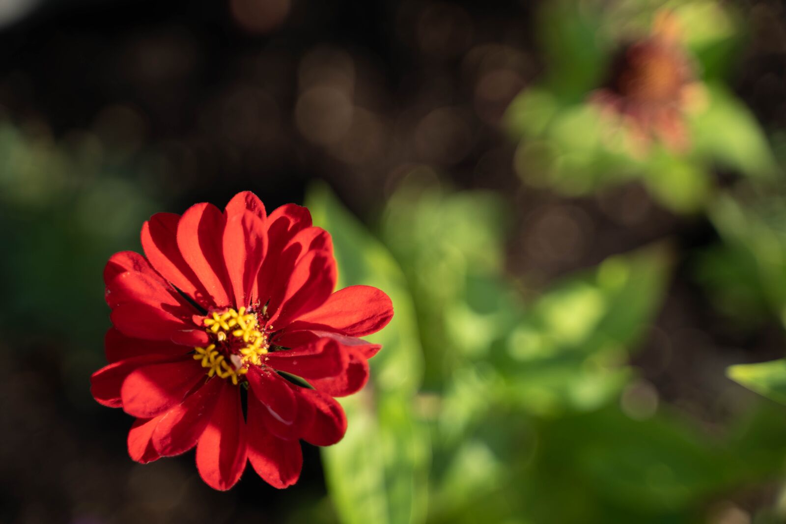 Sony a7 III + Tamron 28-75mm F2.8 Di III RXD sample photo. Flowers, red flowers, garden photography