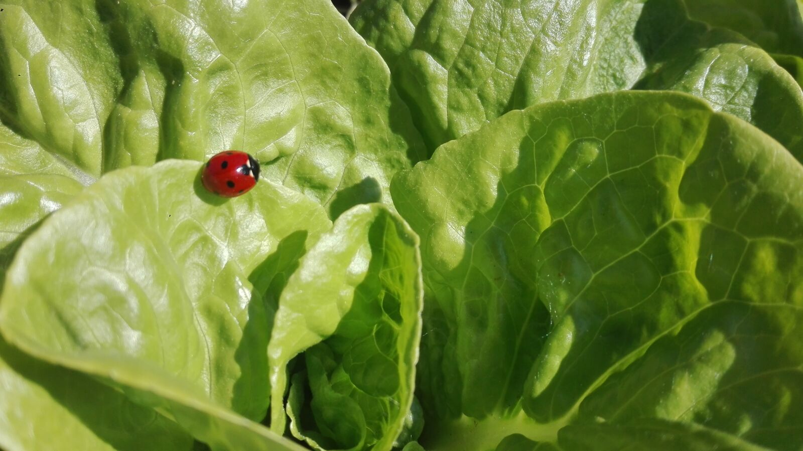 HUAWEI P8 Lite sample photo. Green, spring, ladybug photography