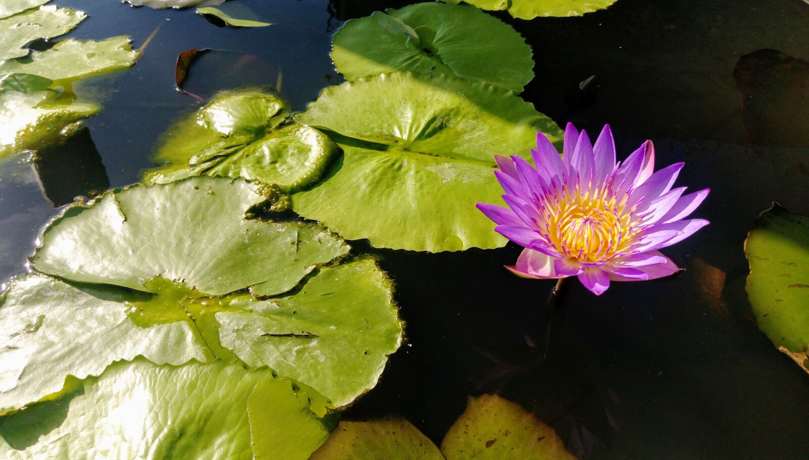 HTC ONE X9 DUAL SIM sample photo. Flower, water, lotus photography
