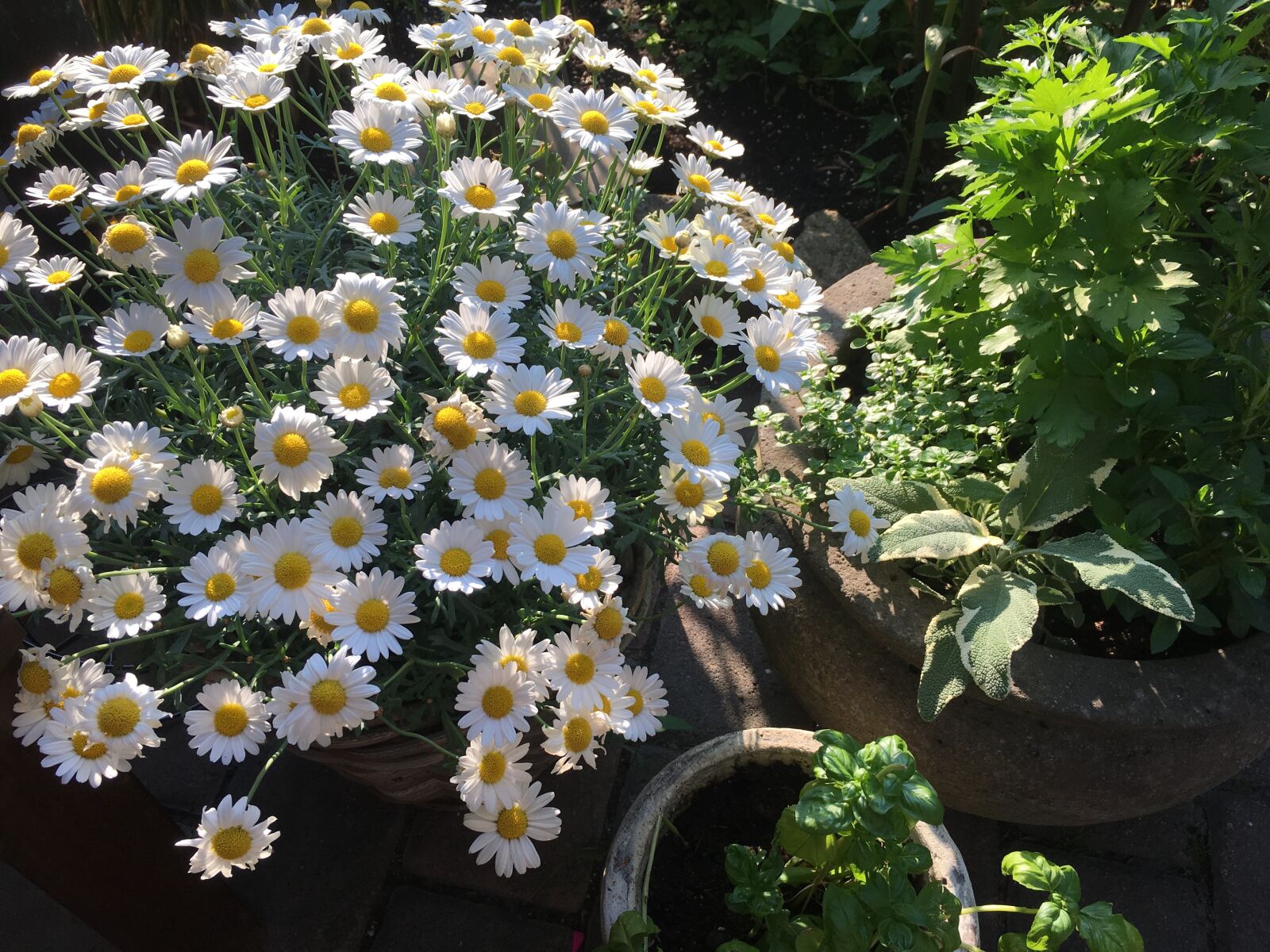 iPhone 6s back camera 4.15mm f/2.2 sample photo. Flowers, herbs, garden photography