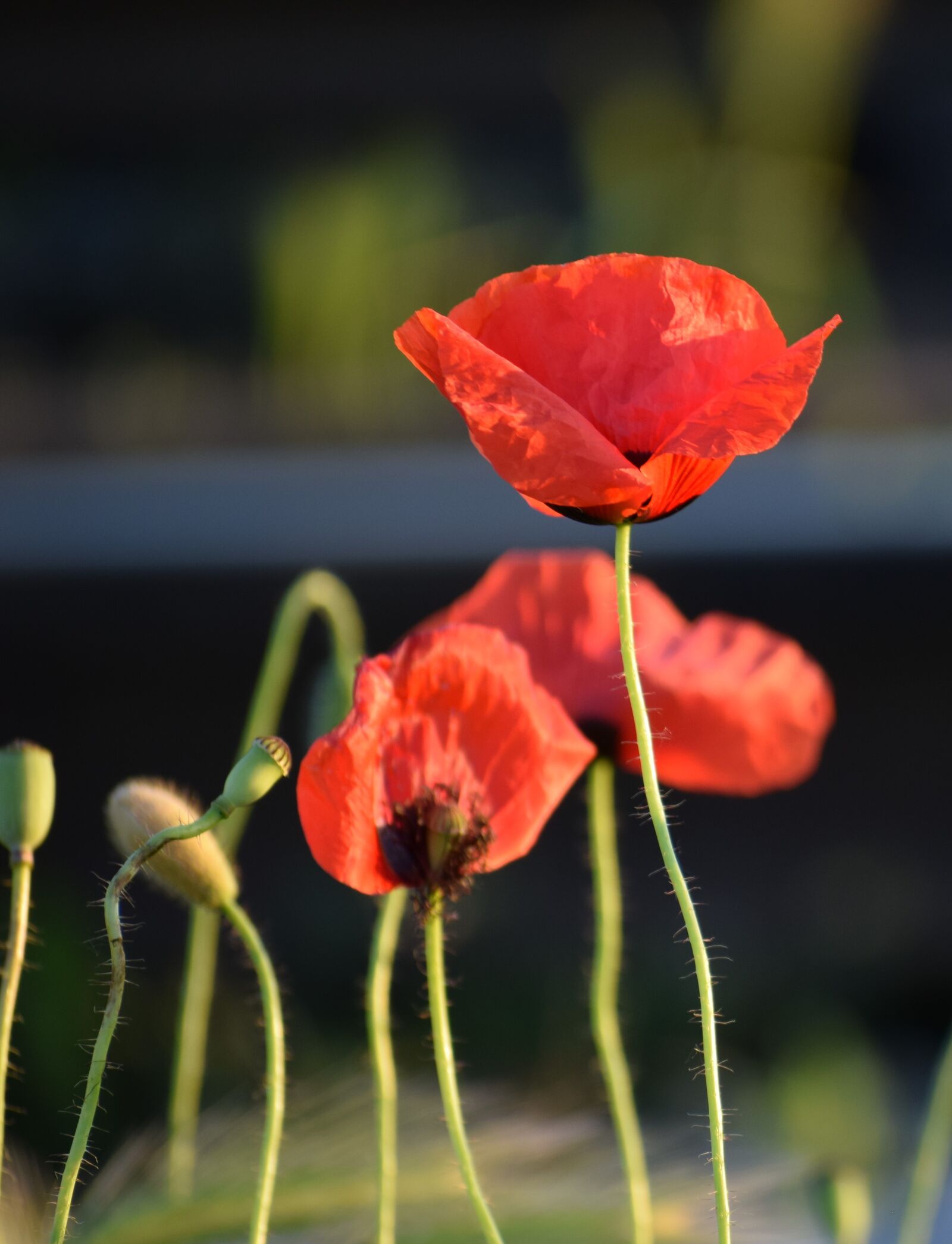 Nikon D3300 sample photo. Red poppys, sunset, golden photography