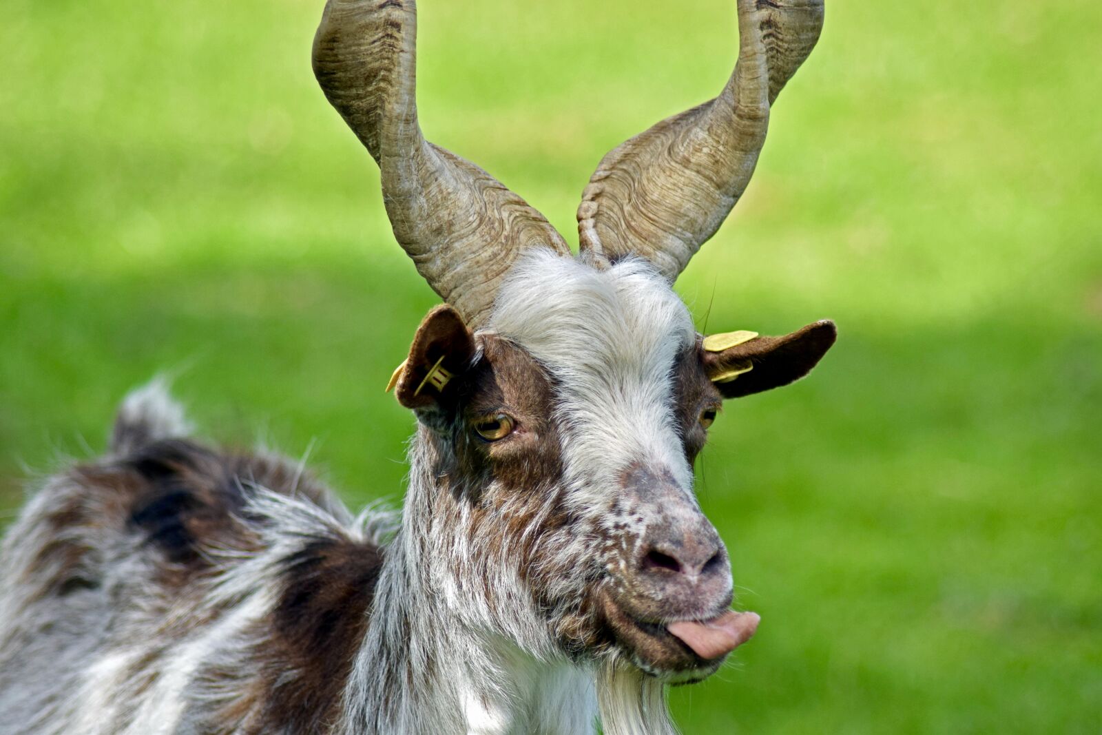 Nikon D3300 sample photo. Girgentana goat, livestock, licking photography