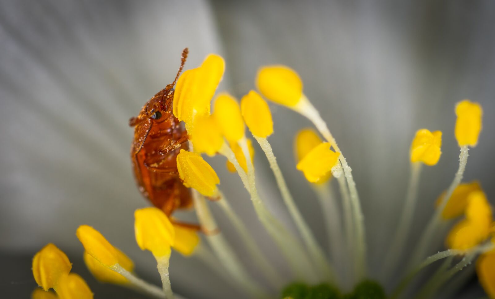 #124 65/2.8 sample photo. Insect, macro, beetle photography