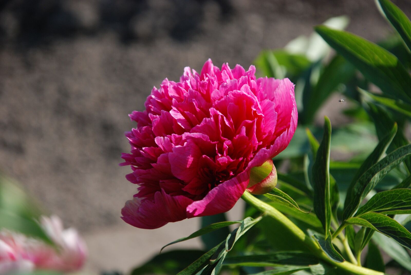Nikon D80 sample photo. Flower, pink, macro photography