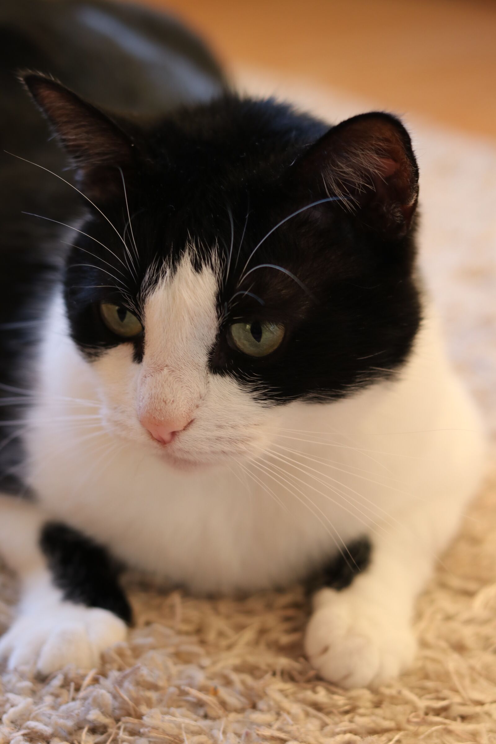 Canon EOS 80D sample photo. Cat, nice, sympathetic photography