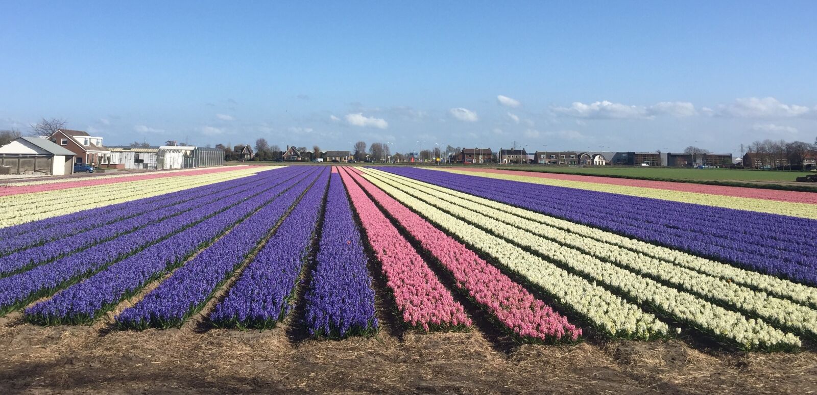 Apple iPhone 6 sample photo. Flowers, farm, hyacinth photography