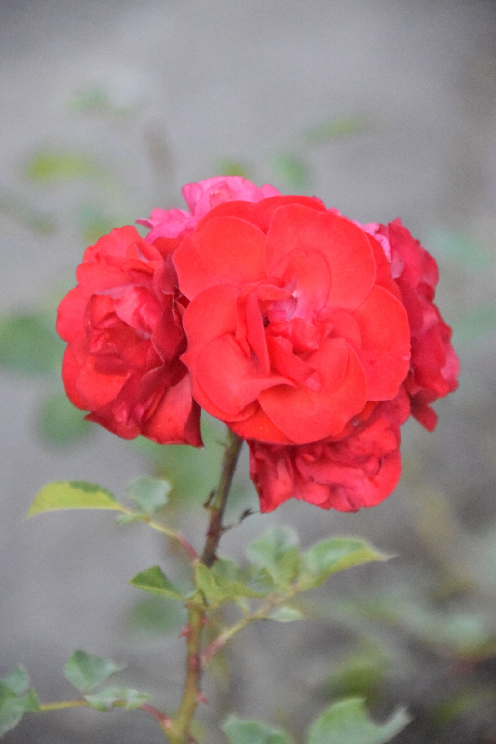 Nikon D5600 sample photo. Roses, red roses, green photography