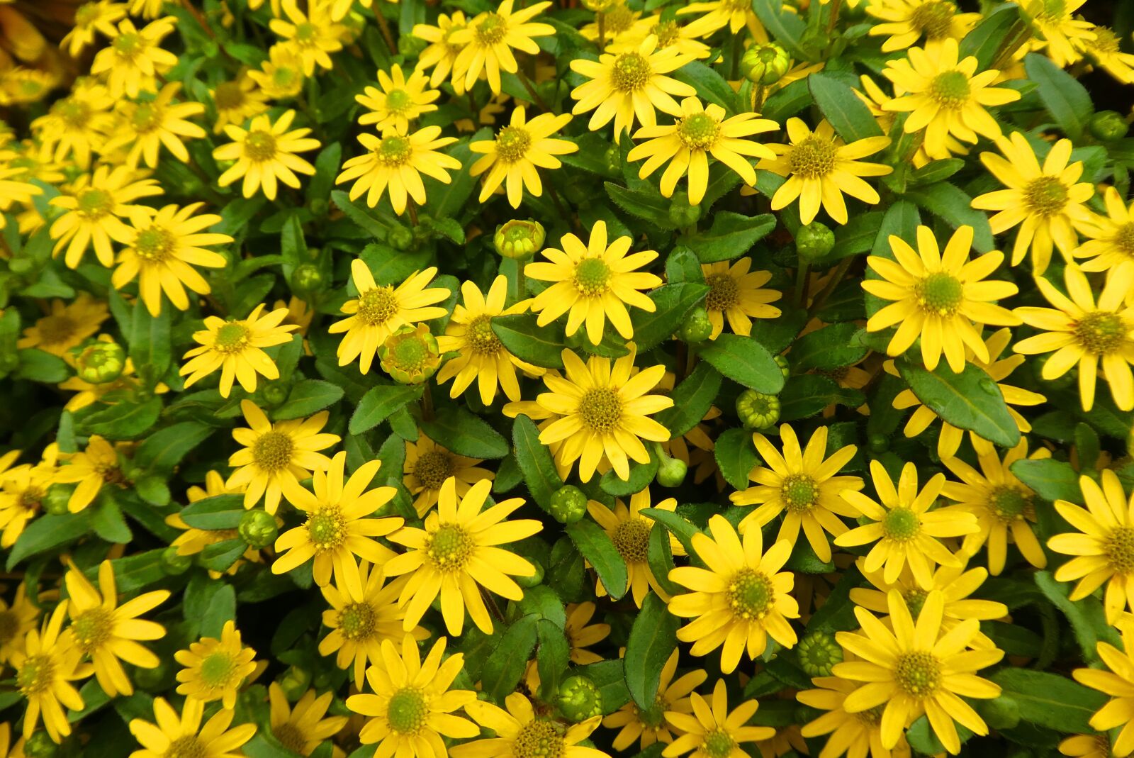 Panasonic Lumix DC-ZS70 (Lumix DC-TZ90) sample photo. Daisies, flowers, background photography