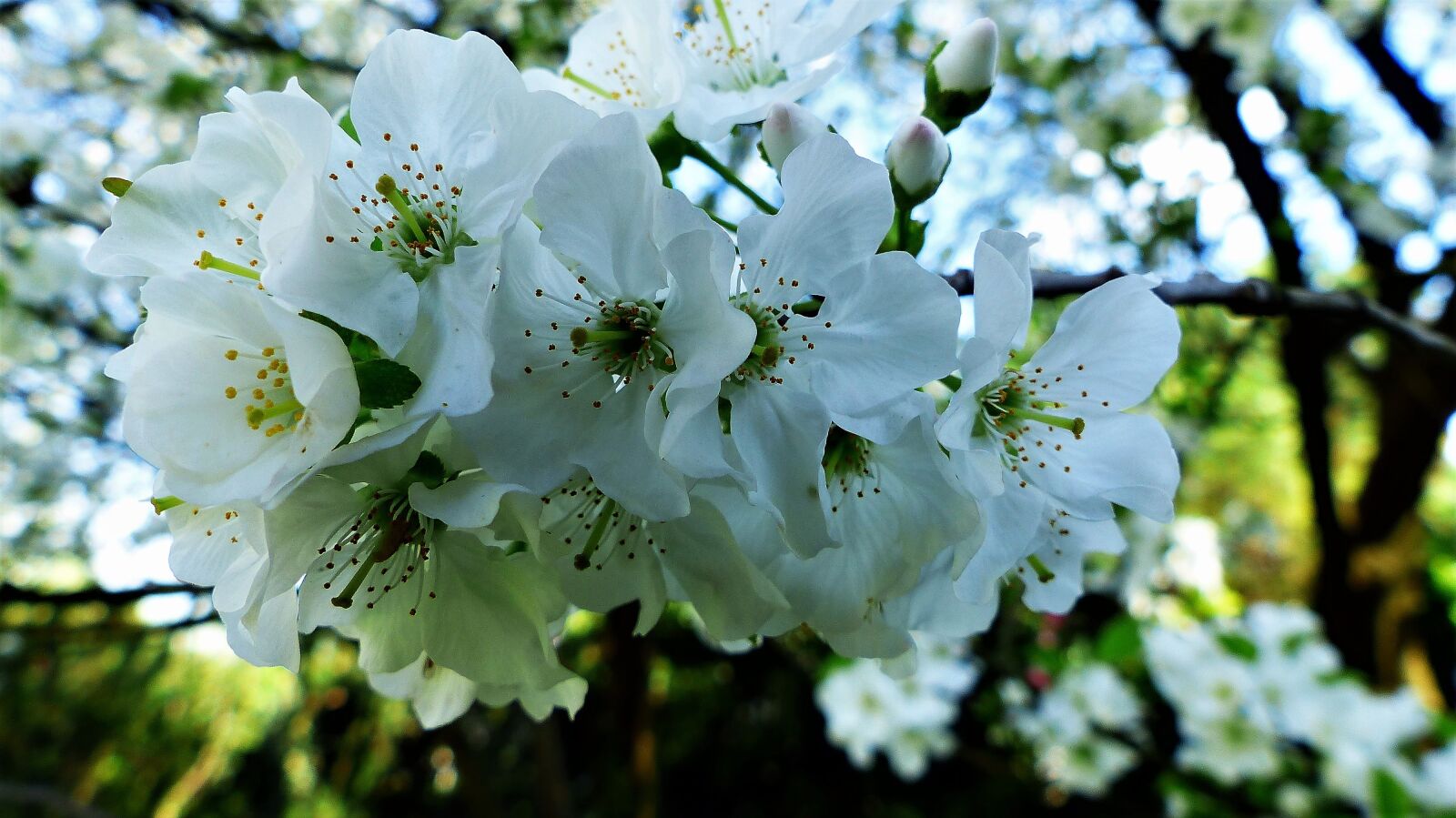 Panasonic Lumix DMC-FZ200 sample photo. Nature, plant, flower photography