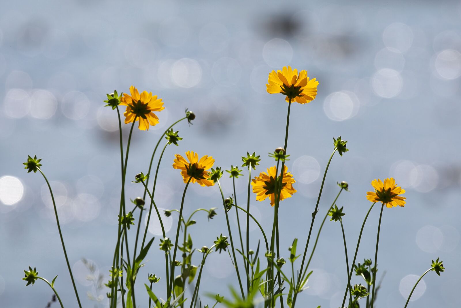 Canon EF 100-400mm F4.5-5.6L IS USM sample photo. Flowers, nature, yellow flower photography