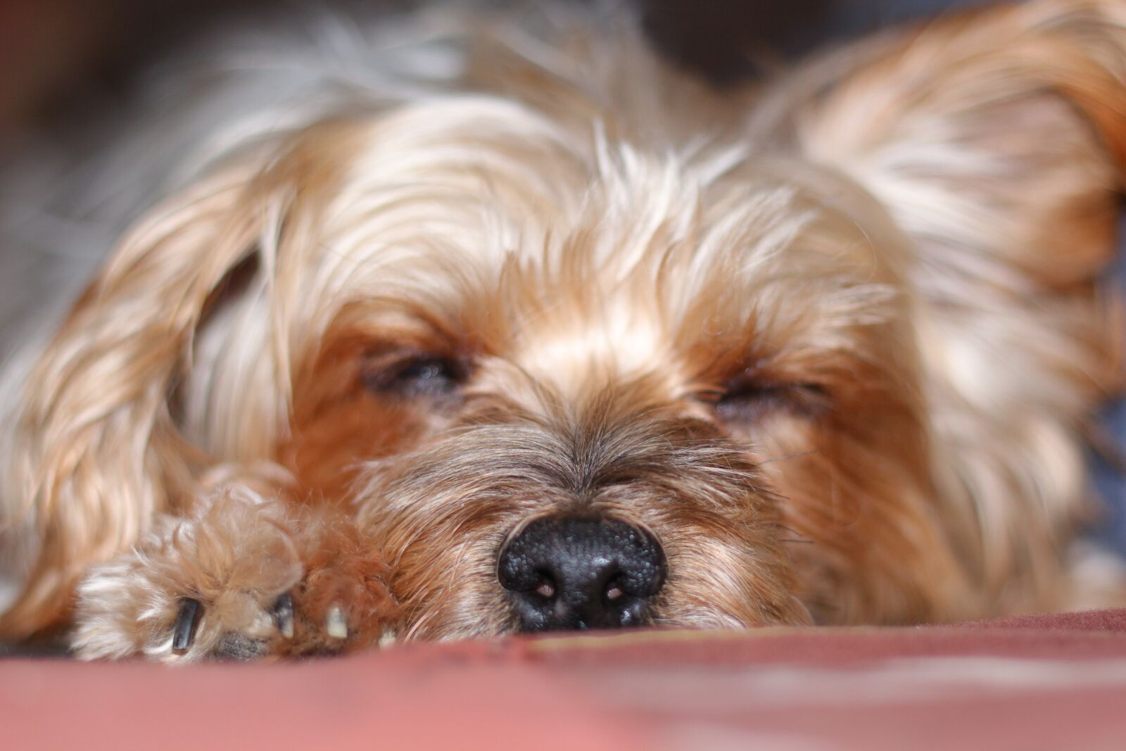 Canon EOS 700D (EOS Rebel T5i / EOS Kiss X7i) + Canon EF 50mm F1.8 II sample photo. Dog, dog head, head photography