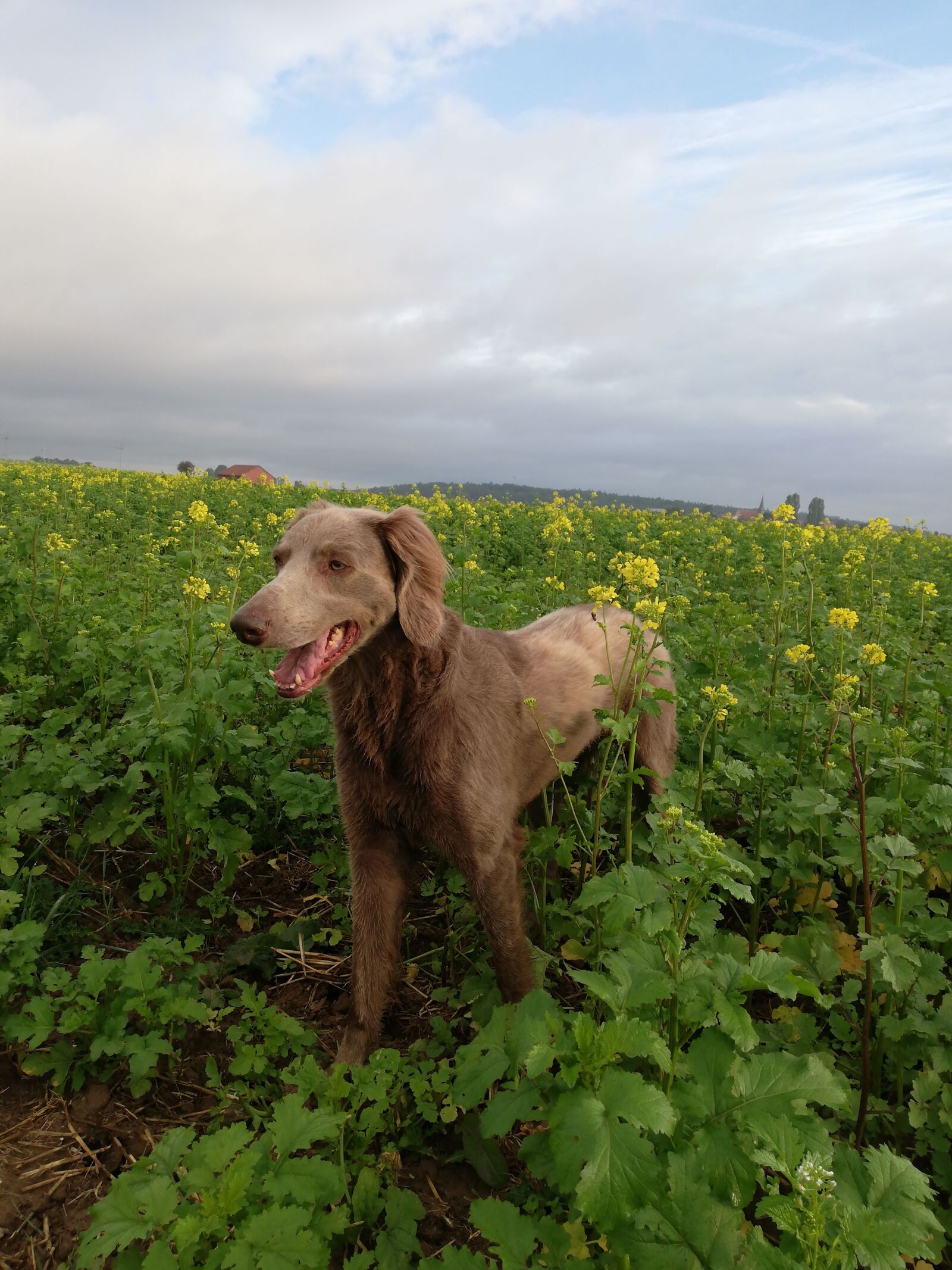 HUAWEI P20 lite sample photo. Nature, dog, hunting dog photography