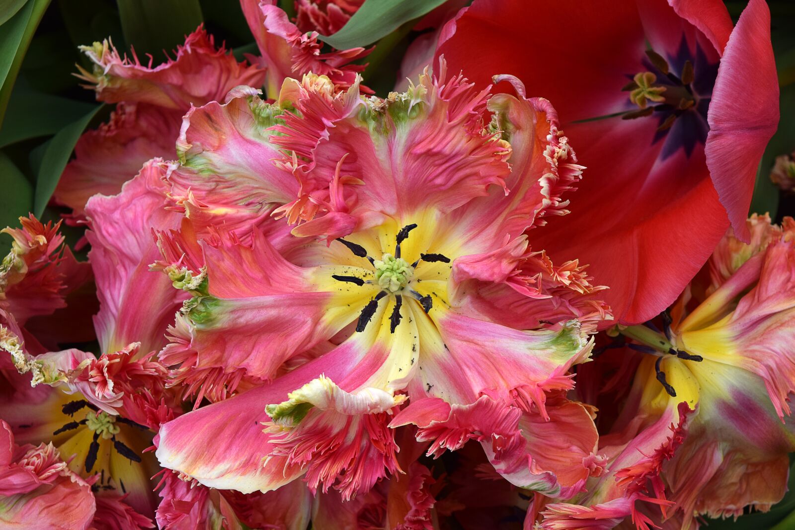 Nikon D3300 sample photo. Parrot tulip, tulip, pink photography