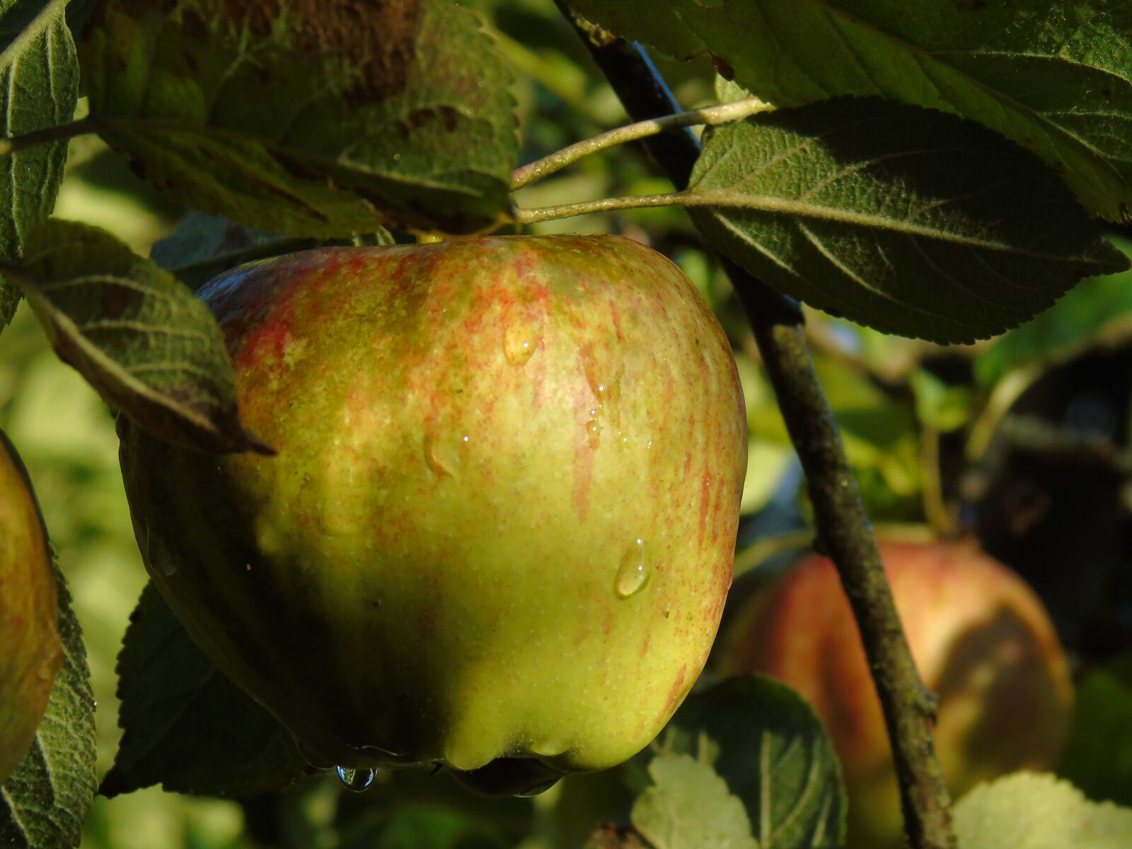 Sony Cyber-shot DSC-H400 sample photo. Apple, apple tree, autumn photography