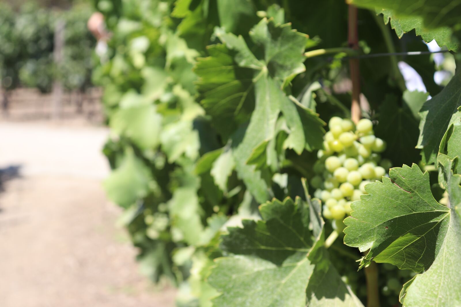 Canon EOS 200D (EOS Rebel SL2 / EOS Kiss X9) sample photo. Wine, vine, grapes photography