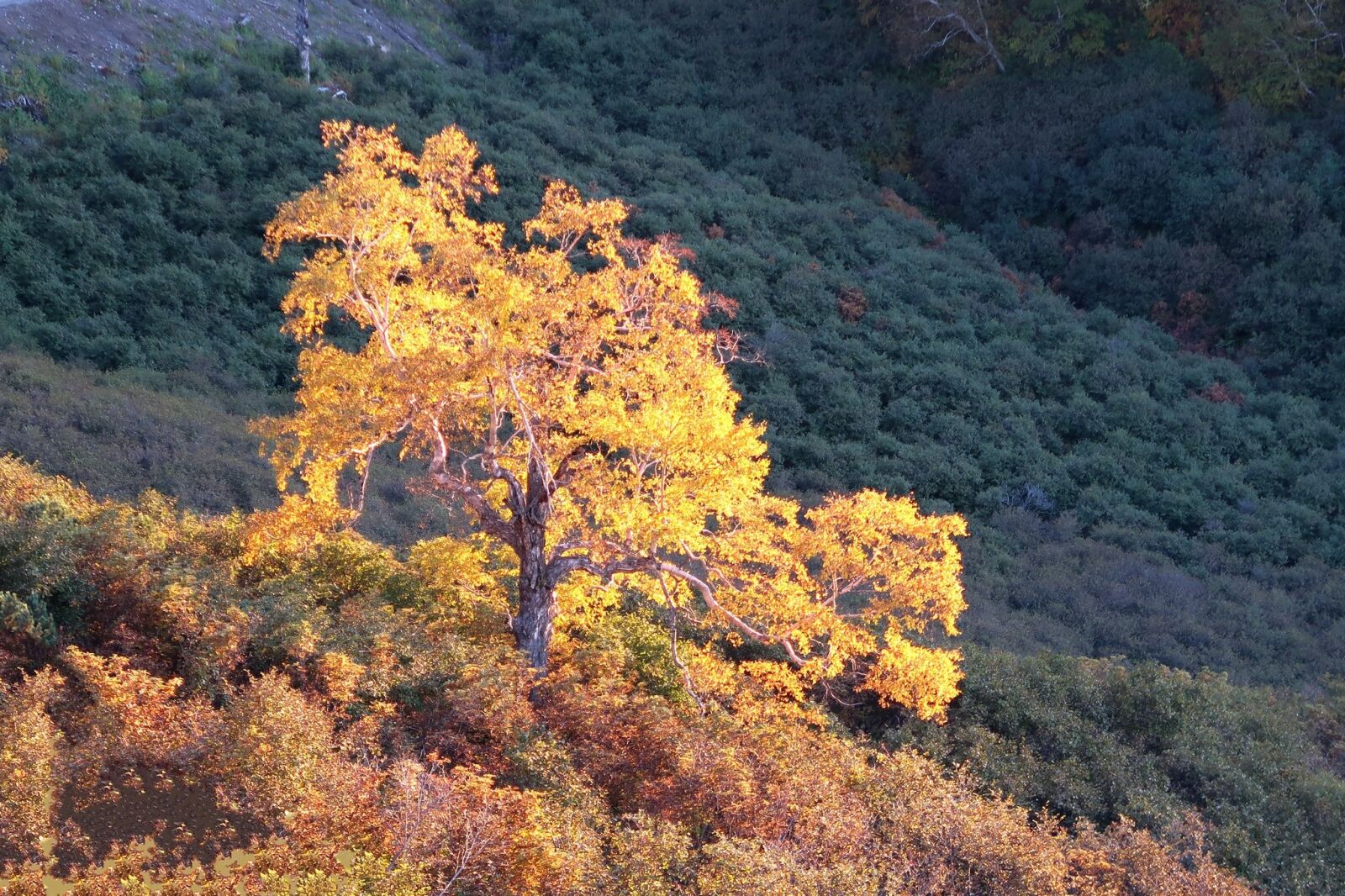 Canon PowerShot G7 X Mark II sample photo. Autumn, birch, tree photography