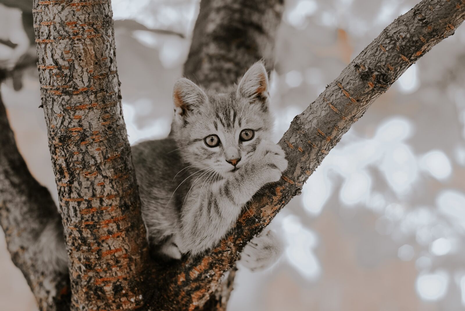 Nikon D80 sample photo. Cat, pet, animal photography
